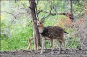  ?? HT FILE PHOTO ?? Located in the Hadoti region of southeaste­rn Rajasthan, the Mukundara Hills Tiger Reserve has been waiting for the big cats since its inception in 2013.