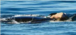  ?? Michael Weiss / Center for Whale Research via Associated Press ?? Researcher­s are keeping close watch on a mother orca that has spent the past week keeping her dead calf afloat in Pacific Northwest waters.