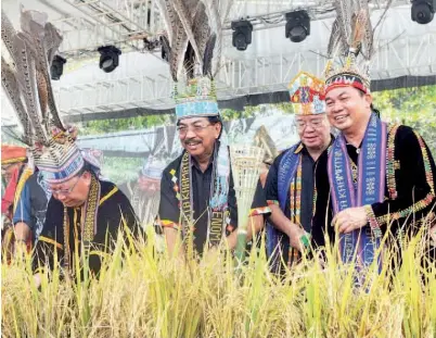  ??  ?? MUSA (dua dari kiri), Pairin (kiri), Menteri Pembanguna­n Luar Bandar Datuk Radin Malleh (dua dari kanan) dan Pegawai Daerah Tenom Madiyem Layapan (kanan) bersama-sama menuai padi sebagai simbolik perasmian pesta itu.