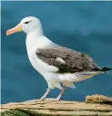  ??  ?? An albatross (11am, Radio 4)