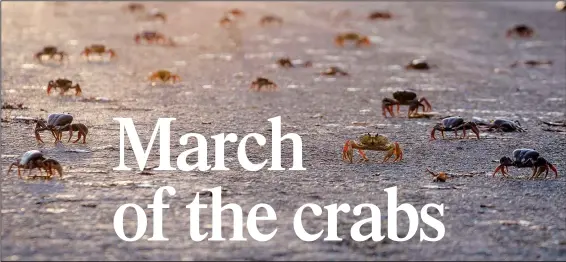  ?? (AP/Ramon Espinosa) ?? Thousands of crabs cross a road Saturday after spawning in the sea in Giron, Cuba.