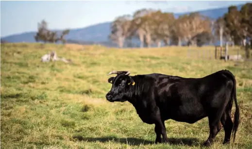  ??  ?? A cow at a ranch raising livestock for wagyu beef in Takayama. In a lush field in the heart of the Japanese mountains, a herd of glossy black cows roam happily — prime examples of the area’s Hida brand of wagyu beef. — AFP