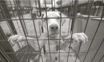  ?? Karen Warren / Houston Chronicle ?? A dog waits for a reunion with its owner in the Pet Reunion Pavilion inside NRG Arena.