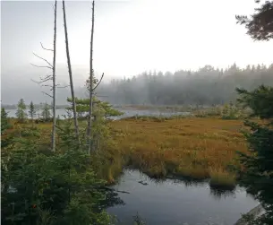  ?? CHRIS EARLEY ?? An atmospheri­c view from the Mizzy Lake Trail, an 11-kilometre route in Algonquin Provincial Park.