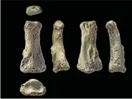  ??  ?? The finger fossil could mean history books need to be rewritten.