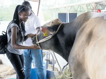  ?? FILE ?? Thirteen-year-old Nagalla Thompson of Portmore, St Catherine, pets a cow under the watchful eyes of Owen Prince, senior dairy milker at the Bodles Agricultur­al Research Station, at the Denbigh Agricultur­al, Industrial and Food Show 2023.