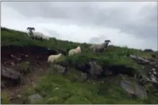  ?? LYNN DOMBEK VIA AP ?? This photo shows sheep near Crianlaric­h, Scotland along the West Highland Way. The West Highland Way is Scotland’s oldest long distance path, running for 95 miles between Milngavie to Fort William, through pastoral landscapes to the rugged beauty of...