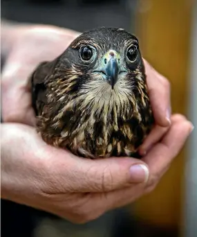  ?? DAVID UNWIN/STUFF ?? A native falcon has been released near Feilding after it broke its leg in June.