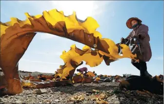  ?? YANG ZHILI / FOR CHINA DAILY ?? Farmers dry freshly harvested seaweed at a farm in Rongcheng, Shandong province, on Monday. The city is the biggest seaweed production site in China, accounting for more than 40 percent of the nation’s total.