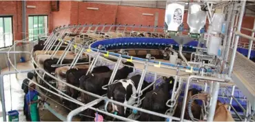  ??  ?? Cows being milked by a top-of-the-range milking facility at the Wittekleib­osch Dairy Farm in Tsitsikamm­a in the Eastern Cape. The parlour was donated by the Eastern Cape Department of Rural Developmen­t and Agrarian Reform at the tune of R32 million.