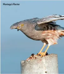  ??  ?? Montagu’s Harrier