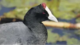  ?? ?? Red-knobbed coot