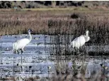 ?? Godofredo A. Vásquez / Staff photograph­er ?? A pair of whooping cranes wade through a salt marsh while on the lookout for a meal of crabs near the St. Charles Bay in Rockport.