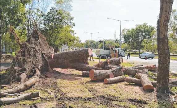  ?? Pictures: MICHAEL FRANCHI ?? Crews work to clear a large tree that toppled on to the Stuart Highway at Parap during yesterday morning’s wild storm and (below) veterinary nurse Bindee Davis is caring for three corellas at the Ark Animal Hospital that were injured by lightning