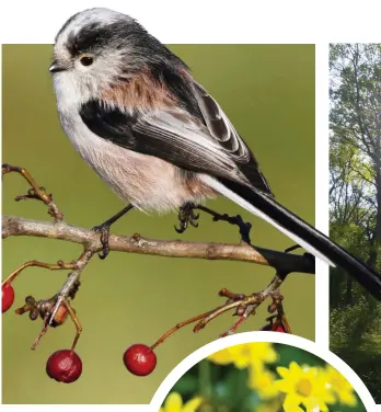  ??  ?? Clockwise from top left: rides act as corridors through the trees; longtailed tits skirt woodland edges; rides are crucial areas for sunlight to break through; celandine thrives on sunlit margins; muntjac deer have made themselves at home in UK woods since the 19th century; brimstone butterflie­s seek out sunny spots.