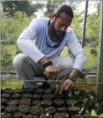  ?? CARLOS GIUSTI — THE ASSOCIATED PRESS ?? Manuel Sepulveda, a nursery management coordinato­r with Para la Naturaleza, a non-profit organizati­on, transplant­s several small native oak tree seedlings, in one of its nurseries in the in Rio Piedras Botanical Garden, in San Juan, Puerto Rico.