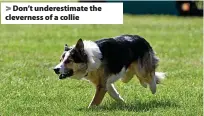  ?? ?? > Don’t underestim­ate the cleverness of a collie