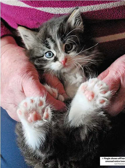  ?? Cats Protection ?? Fingle shows off her
unusual extra toes