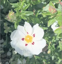  ?? PHOTOS CONTRIBUTE­D BY TOM KARWIN ?? Crimson-Spot Rock Rose’s flowers have bright white petals with a bold blotch at the base.