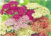  ??  ?? F. 6 Achillea Mixed £8.99 (Code N582)