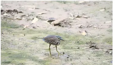  ??  ?? A striated heron, seen along Sungai Pantai. — NURUL FITRAH MARICAN