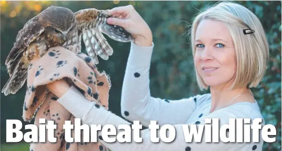  ?? Picture: GLENN FERGUSON ?? Ocean Grove wildlife carer Leila Merritt with a boobook owl that had suspected secondary rat bait toxicity.