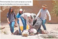  ?? ?? Personal del Zoo León prepara una de las actividade­s con los osos negros.