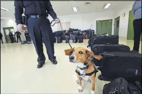  ??  ?? After his rescue, Murray was trained as an agricultur­e detector dog through the USDA. He’ll work at Hartsfield Jackson Internatio­nal Airport.