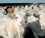  ??  ?? Allevament­i Il sondaggio Frov evidenzia rischi di falso nei controlli nella filiera della carne