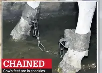  ??  ?? Cow’s feet are in shackles CHAINED