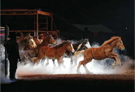  ?? Karen Warren / Houston Chronicle ?? Bucking horses burst from the chute as the recently retired 20-year-old bucking horse matriarch, Hostage, was honored last week at the Houston Livestock Show and Rodeo at NRG Park.