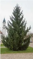  ?? Foto: Sven Koukal ?? Westendorf hat ihn wieder, seinen Weih nachtsbaum in der Dorfmitte.