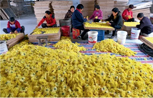  ??  ?? Farmers in Yulin Village of Shouxian County, Huainan City in Anhui Province reap a bumper harvest of golden chrysanthe­mum, a part of their effort to win the battle against poverty.