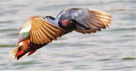  ?? Shannon Tompkins / Houston Chronicle ?? Northern shovelers, one of the most commonly taken ducks among Texas’ waterfowle­rs, saw a small population decline this year but remain more than 50 percent above their 60-year average.