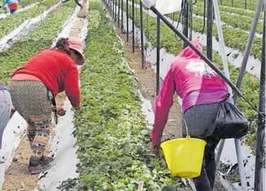  ?? VÍCTOR CRUZ/EL SOL DE IRAPUATO ?? agrícolas deben ser amigables con el medio ambiente.