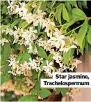  ?? ?? Star jasmine, Trachelosp­ermum