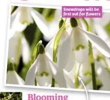  ??  ?? Snowdrops will be first out for flowers