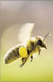  ?? BILD: DPA ?? Auf das Bienenster­ben macht ein Konzert aufmerksam, das an diesem Donnerstag im Botanische­n Garten in Oldenburg zu hören sein wird.