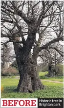  ??  ?? Historic tree in Brighton park BEFORE