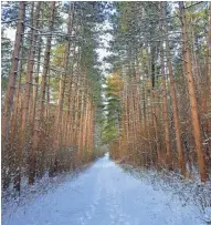  ?? CHELSEY LEWIS/MILWAUKEE JOURNAL SENTINEL ?? The Scuppernon­g Trails pass through pine plantation­s in the Kettle Moraine State Forest-Southern Unit