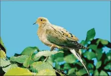  ?? File photo ?? A mourning dove in Georgia.