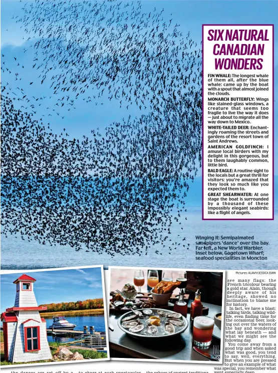  ?? Pictures: ALAMY/JESSICA EMIN ?? Winging it: Semipalmat­ed sandpipers ‘dance’ over the bay. Far left, a New World Warbler. Inset below, Gagetown Wharf; seafood specialiti­es in Moncton