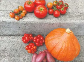  ?? PHOTOS: DONNA BALZER ?? Last fall’s harvest had tomatoes and a Red Kuri squash.