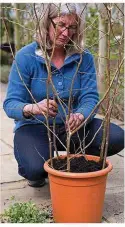  ??  ?? Sow sweet peas in pots and borders for blooms from July