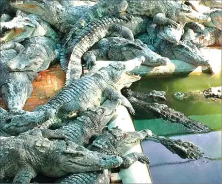  ?? ANANTH BALIGA ?? Cambodia has almost 1,000 crocodile farms.
