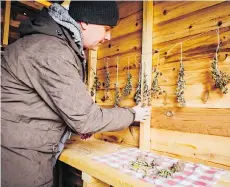  ?? MARTIN LIPMAN/STUDENTS ON ICE ?? Warren Barr, guest chef on the Canada C3 expedition, visits an Aboriginal medicine garden at Nanoose Bay.