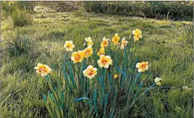  ?? DEAN FOSDICK/AP ?? Daffodil bulbs contain toxins that can cause vomiting and seizures if eaten by certain animals. Knowing the toxicity of certain plants can help protect pets and livestock.