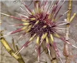  ??  ?? A colorful urchin climbs up the skeleton of bamboo coral (above). On a previous voyage in the Gulf of Mexico, Deep Discoverer (top) found the remnants of an asphalt volcano.