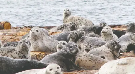  ?? BENJAMIN NELSON ?? New studies show seals and sea lions are taking a big bite out of chinook and coho salmon population­s in the Strait of Georgia.