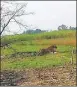  ?? GRAB ?? ▪ Big cat was caught on camera in Mahadev Tanda village.